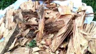 Fatwood find