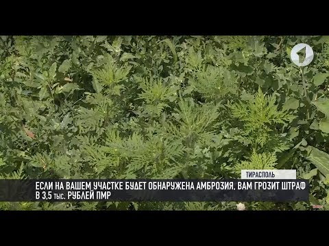 Амброзия: катастрофа для аллергиков