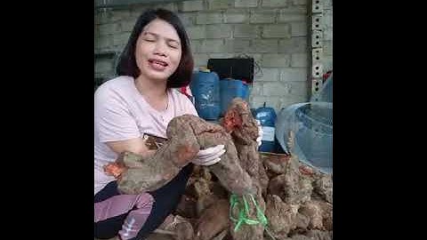 #Đặc_Trị_Bạc_Tóc_Rụng_tóc   HÀ THỦ Ô ĐỎ HƯỜNG NGUYỄN XUỐNG NÚI