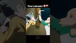 Doesn't want to be a Labrador 🐩 #beastars #shorts