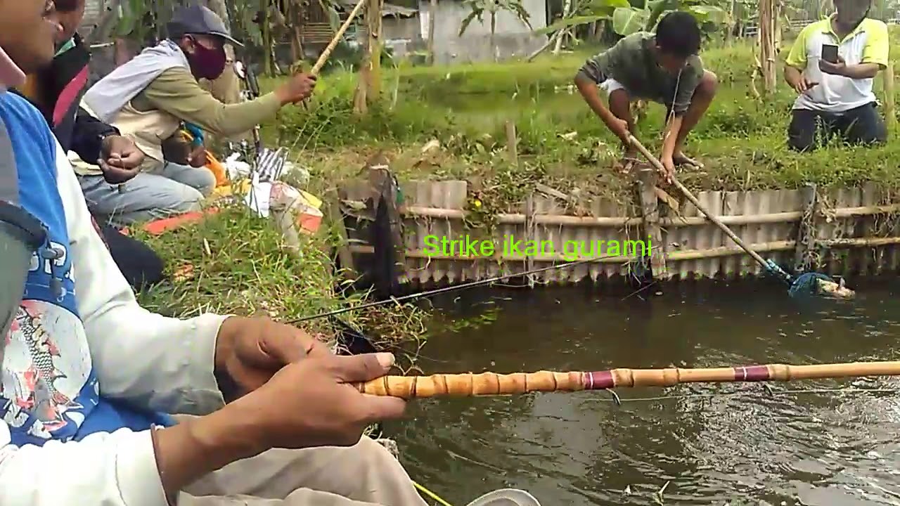 UNIK !!! MANCING BORONGAN UMPAN PAKAI BAKWAN #mancingmania
