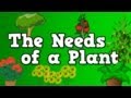 The Needs of a Plant (song for kids about 5 things plants need to live)