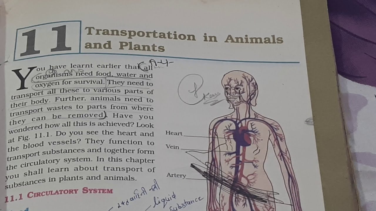 CLASS 7 SCIENCE CHAPTER 11 -TRANSPORTATION IN PLANTS AND ANIMALS ( PART ...