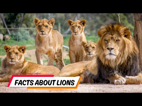 Roaring Secrets: 5 Incredible Lion Facts That Will Amaze You! π¦ Roaring Secrets: 5 Incredible Lion Facts That Will Amaze You! π¦
