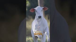 #nelorepintado#nelore#nelorepo #novillas#bezerro #pecuarista #vidanaroça#gado#vidanocampo #arrobaboi