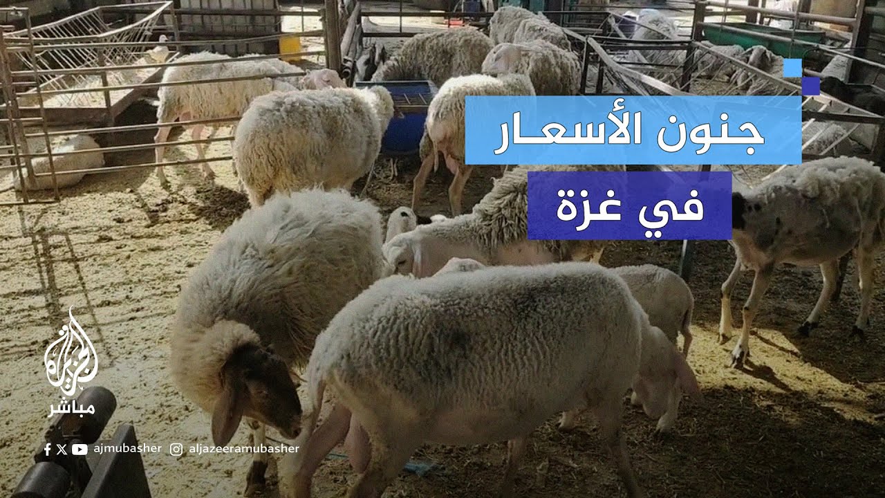 على وقع الحرب.. ارتفاع جنوني لأسعار الماشية واللحوم في غزة