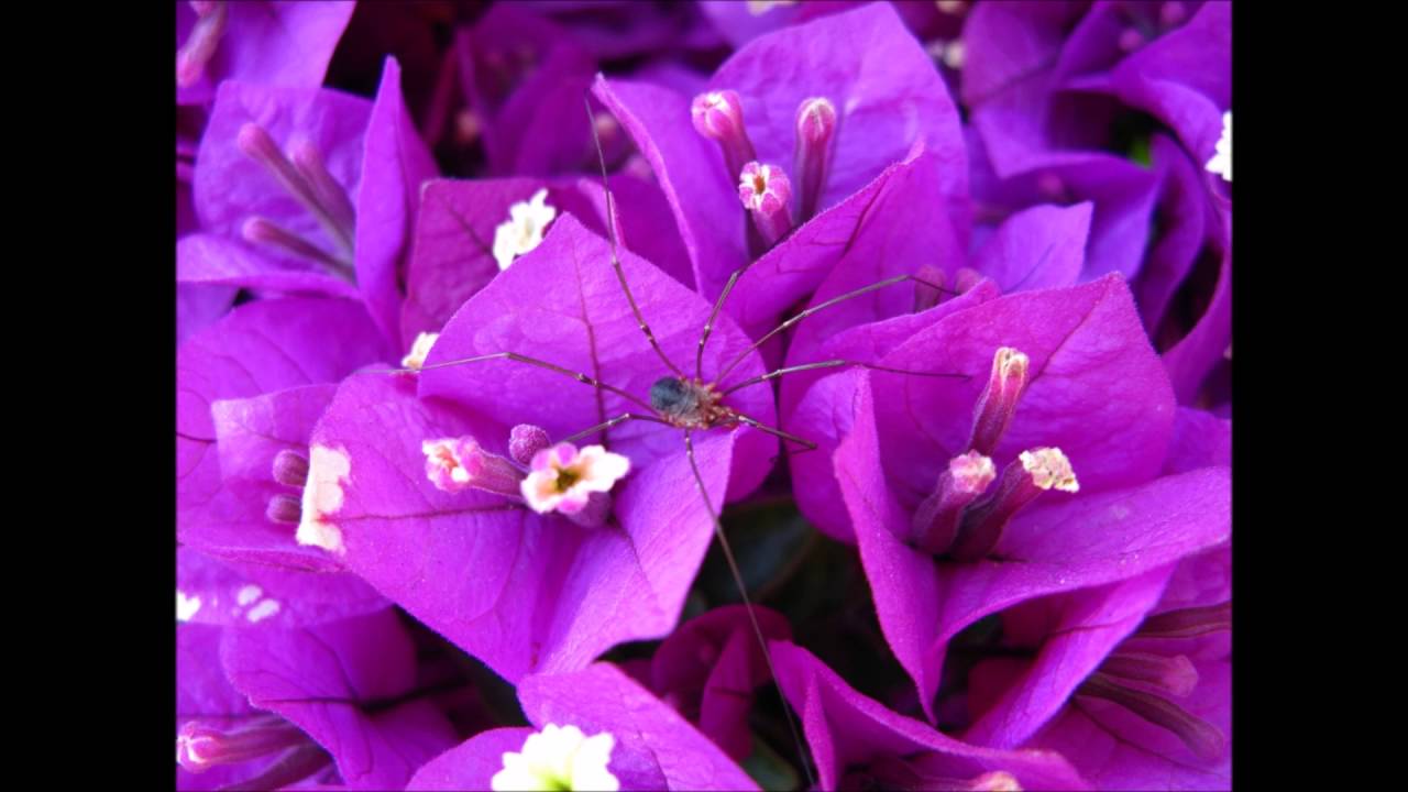 Royal Band Live -  Haapeu maina