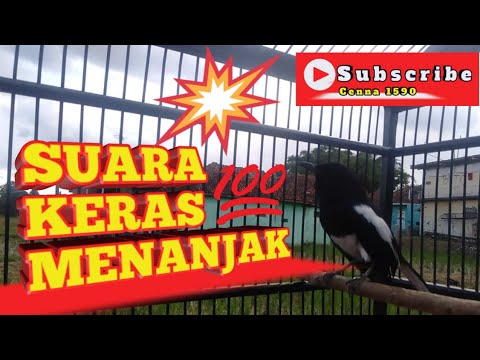 🔵 AGAR  SUARA KACER  LANTANG DAN KERAS ‼️💥