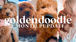 MINI GOLDENDOODLE 3 MONTH UPDATE | What I Wish I Knew