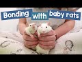 How I bond with new baby rats | Their first week home