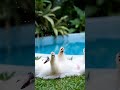 Tiny Puppy Rolls by the pool 🐕 #puppy #cuteanimals #shorts #comedyeffect #animals #fyp