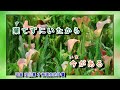 都忘れ 中島ゆきこ