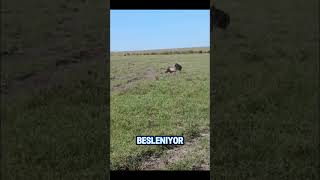 Doğanın Sert Yüzü #hayvanlaralemi #vahşi