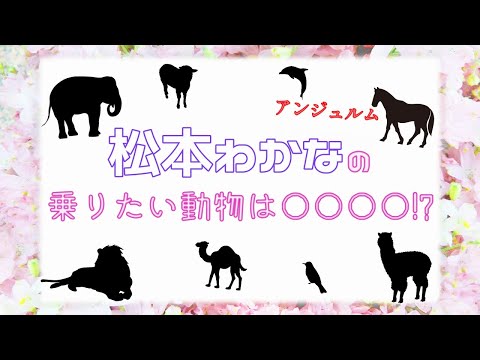 ハロプロメンバー乗りたい動物コンプリートへの道　第49回 アンジュルム 松本わかな編