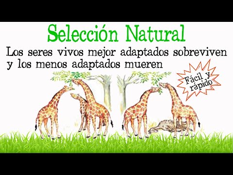 Video: ¿Cuál es la definición de selección natural en biología?