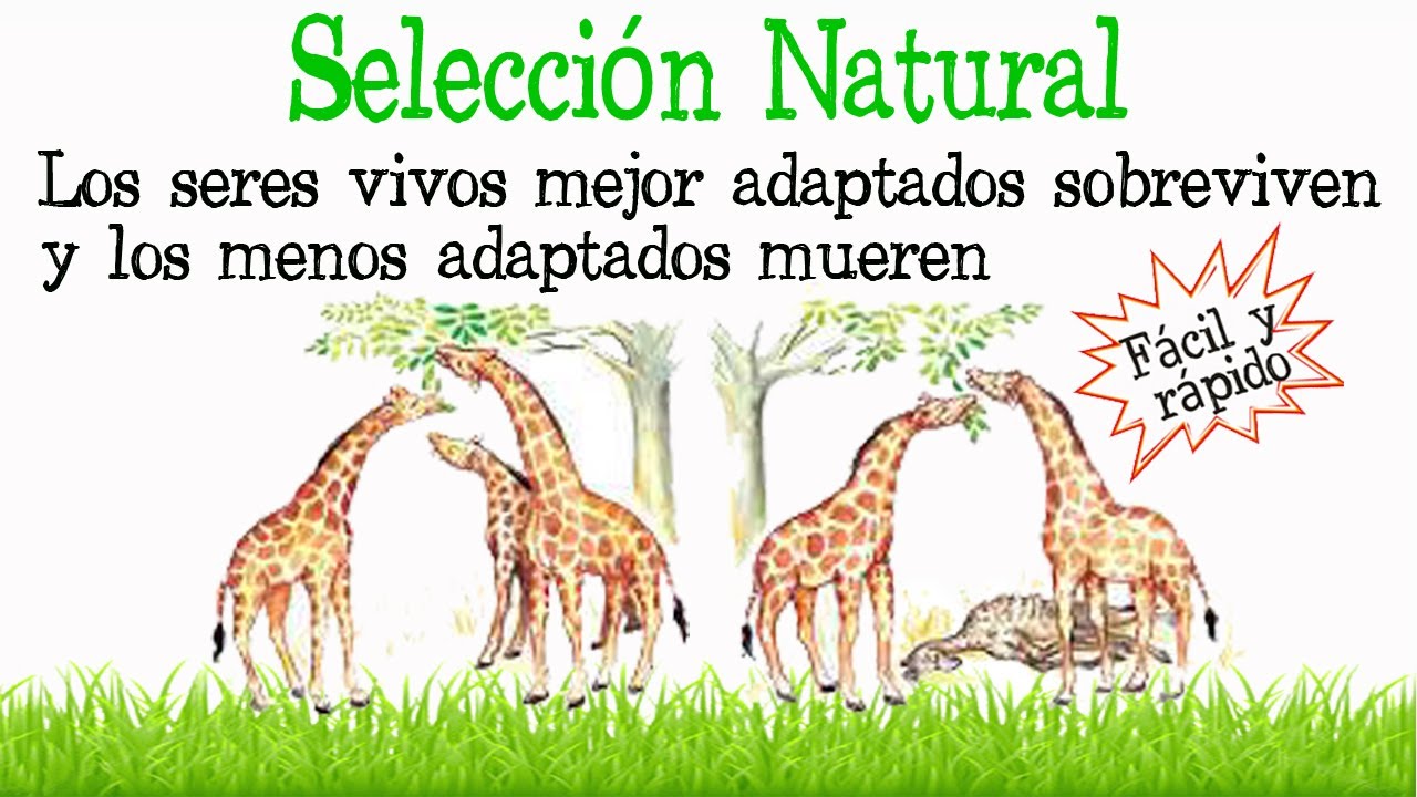 🌳Selección Natural Y Artificial🏭 [Fácil y Rápido] | BIOLOGÍA | - thptnganamst.edu.vn