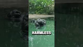 Don’t Swim Near This