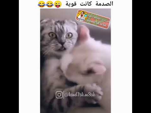صدمة كبيرا