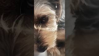 Nala edit 2 Profile