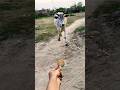 प्यारी बछिया #cow #shortsfeed #cows #shortvideo #gaumata #ytshorts #cowvideos #shorts #cowvideo #yt