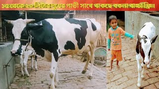 15 থক 20 লটর দধর অরজনল ফরজযন,গভ সথ পচছন বকন বচচ ফর