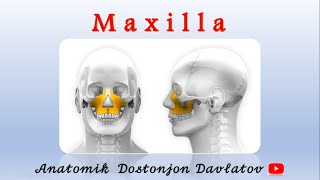 Yuqori jag' suyagi anatomiyasi / Maxilla / Osteologiya / Anatomiya video darsliklari