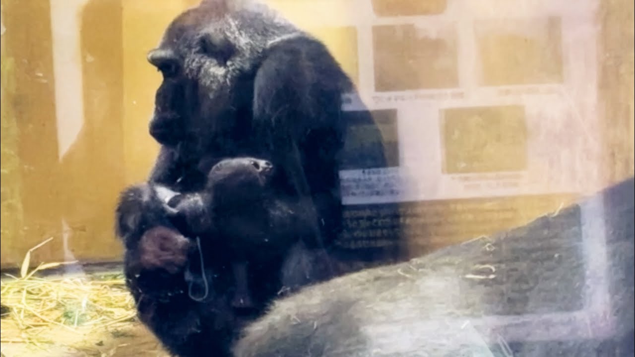 Baby Gorilla Tracks Brother Kintaro For The First Time 💖