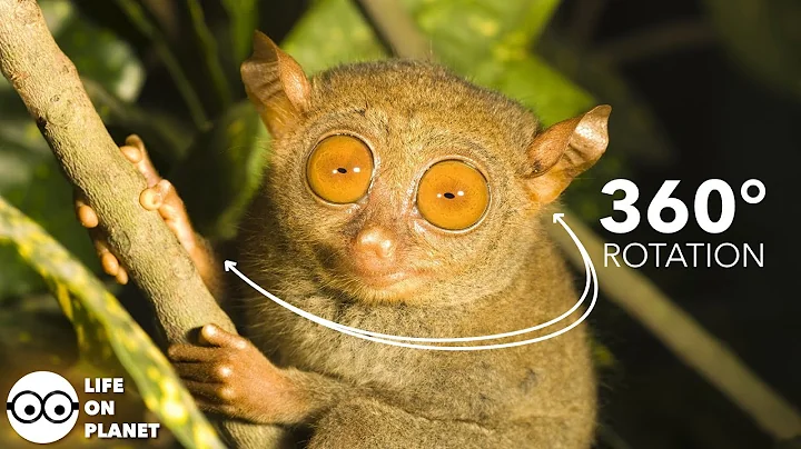 THIS GUY SUICIDES WHEN GET STRESSED | TARSIER