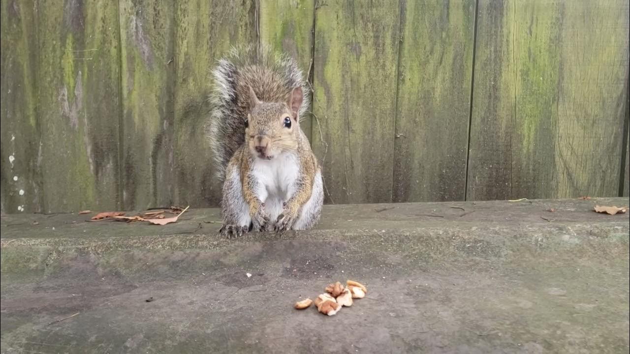 Squirrel "Lock Jaw" Eats & Watches Me.. YouTube