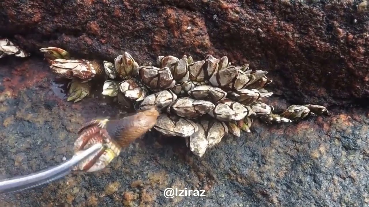 You Know What Is This Episode 849