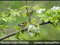 Beyond 350: 'For the Birds'