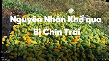 Nguyên nhân chín trái và cách trị ruồi vàng trên cây khổ qua