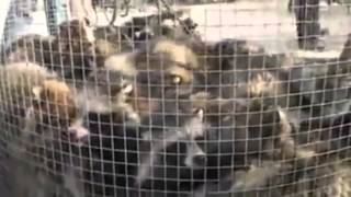 Candice Swanepoel Vs Renee Somerfield