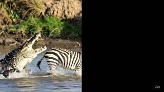 Nature Is Merciless... One Moment, One Movement, And The Predator Comes Out Of The Shadows.