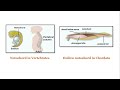 #NEETBiologymcq #quickbiologyrevision #chordates #cephalochordata #urochordata #notochord #nervecord