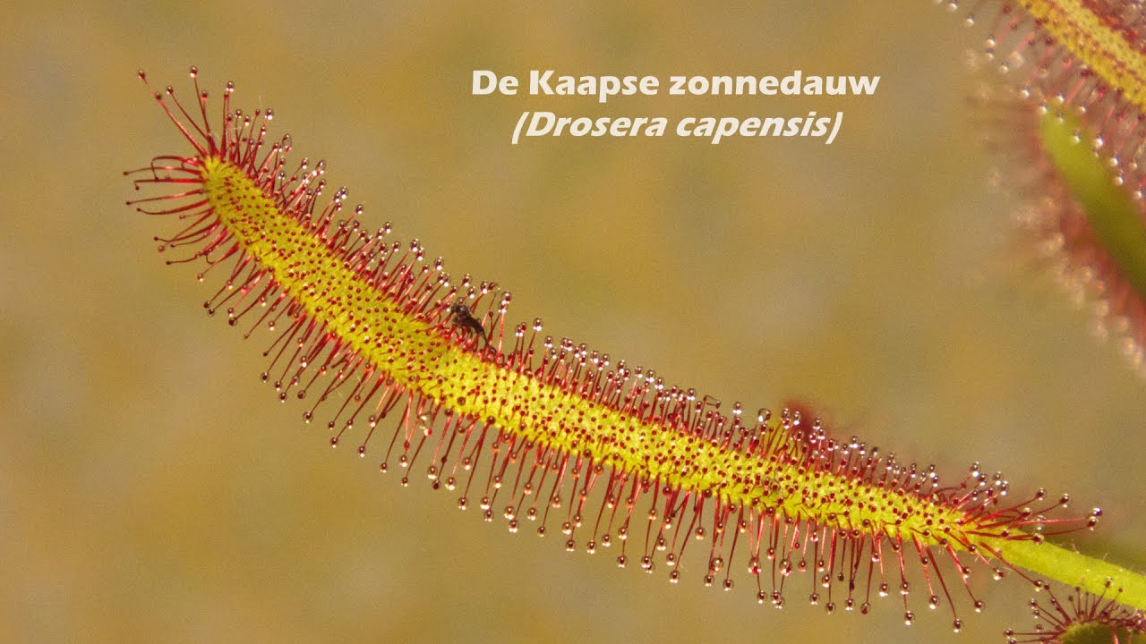 sundaville De Kaapse Zonnedauw (Drosera capensis), een spin en een mug