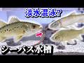 スズキを川魚と一緒に飼育してみたくて…