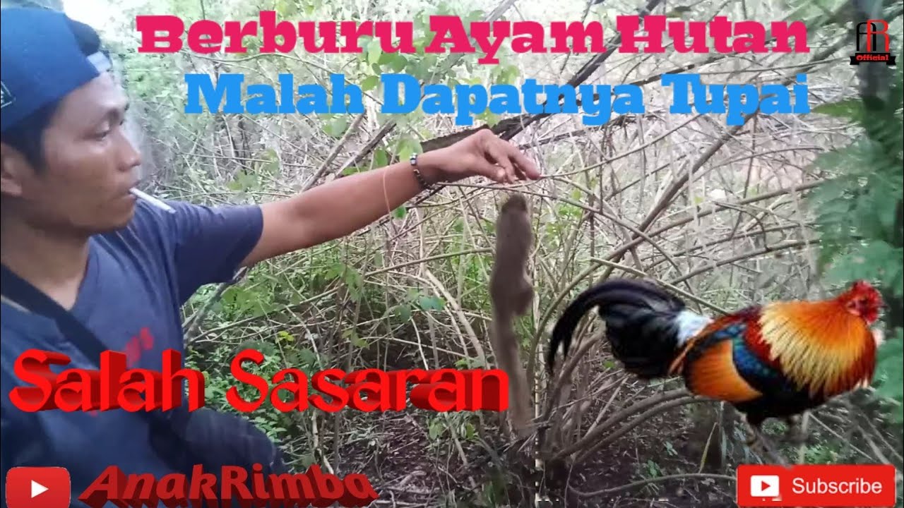 Berburu Ayam hutan dengan jebakan malah dapat tupai