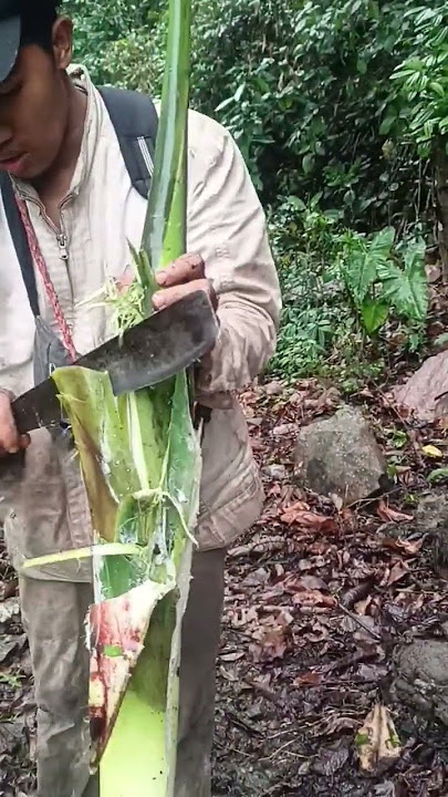 Wild Vegitable | Banana flower 🌺#shorts #wildlife #survival