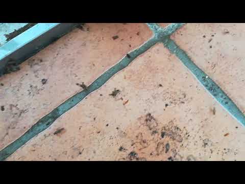Video: Jak Se Zbavit švábů V Hlavě