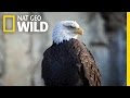 Bald Eagle Feeding Frenzy | United States of Animals