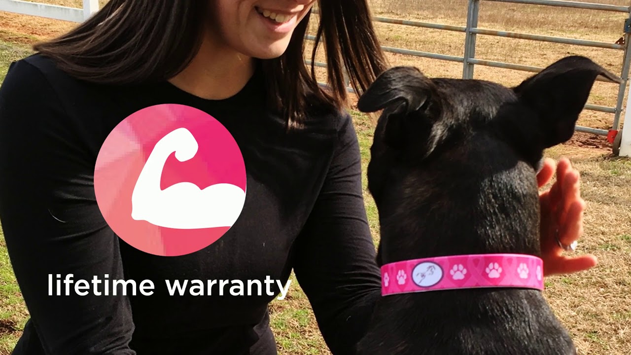 Introducing C4 Dog Collars YouTube