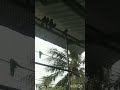 Birds video.shorts.