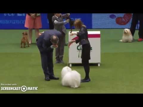 coton de tulear crufts