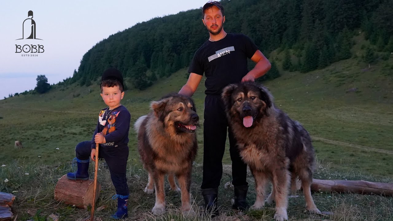 Câini ciobănești CARPATINI la stâna lui Ciprian Duruian | Câine MORSECAT de URS | Cum se face cașul?