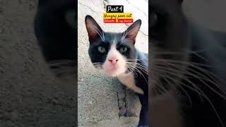 Part 4 #cute #cat #funny #shorts #youtubeshorts #youtube Part 4 #cute #cat #funny #shorts #youtubeshorts #youtube