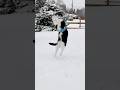 Snowball 1 - Cat 0 #snowcat #snowball #snowballfight #catshorts #cats #catsofinstagram