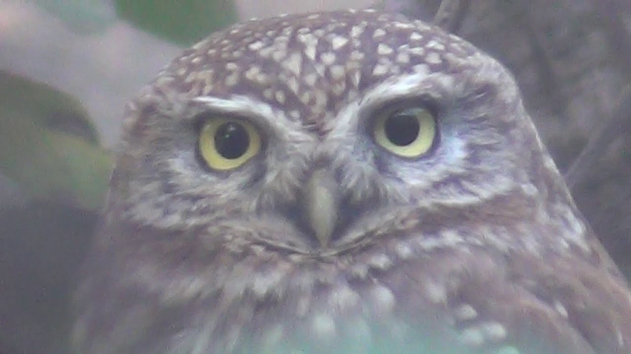 СОВА прилетела к НАМ в САД! Мы в ШОКЕ!!!/An OWL has come to our GARDEN! We are in SHOCK!!!