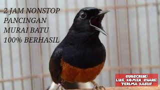 Pancingan Murai Batu 2 Jam Nonstop Dijamin Gacor