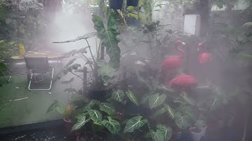 Kiểng lá đà nẵng - vườn cây nhiệt đới